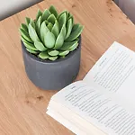 Mykonos Cactus 3* Ornos (Mykonos)