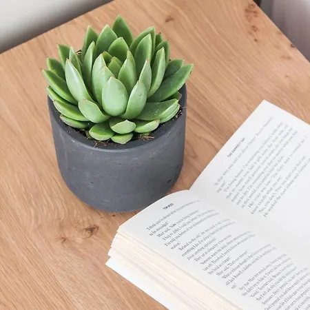 ホテル Mykonos Cactus 3*